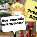 Избавление от нашествия - эффективные способы борьбы с блохами в доме